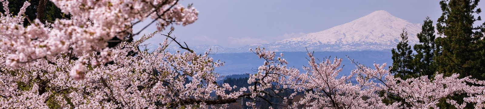 松山観光タクシー